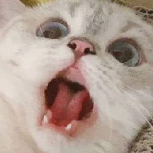 🐾 Стикер «si meo» для Telegram