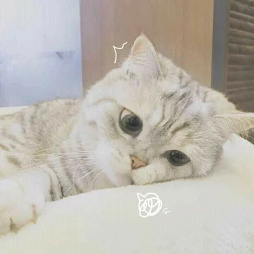 🐾 Стикер «si meo» для Telegram
