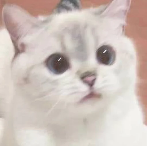 🐾 Стикер «si meo» для Telegram