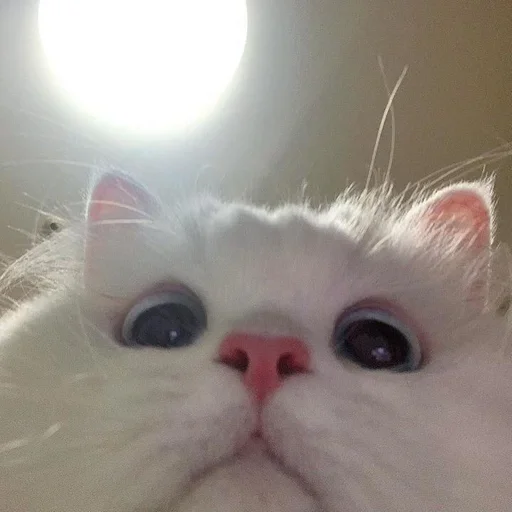 🐾 Стикер «si meo» для Telegram