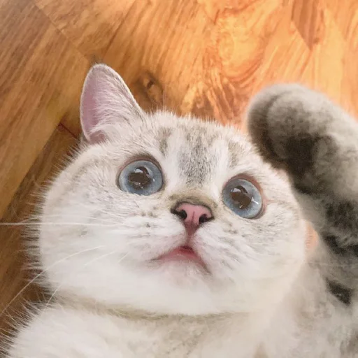 🐾 Стикер «si meo» для Telegram
