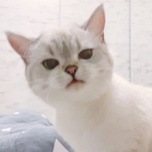 🐾 Стикер «si meo» для Telegram