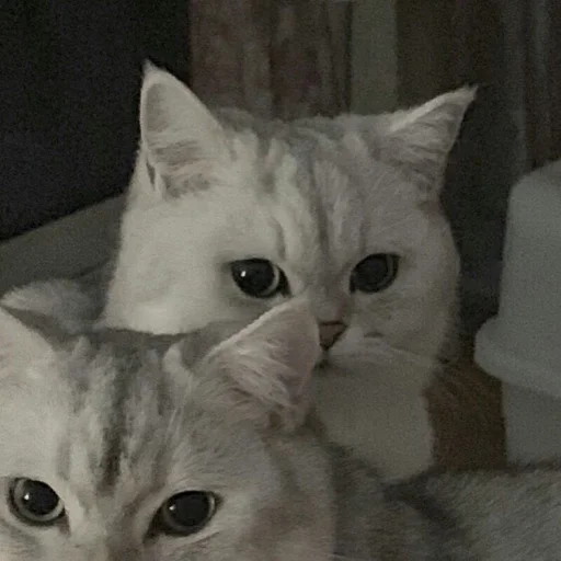🐾 Стикер «si meo» для Telegram