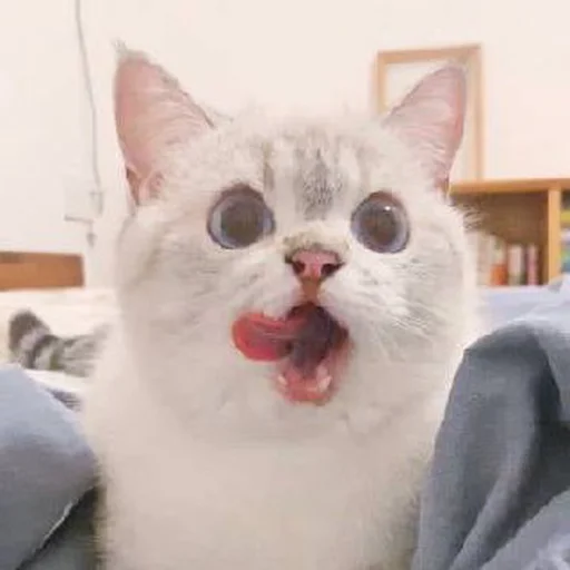 🐾 Стикер «si meo» для Telegram