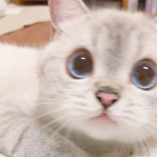 🐾 Стикер «si meo» для Telegram