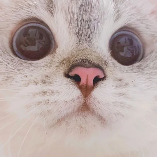 🐾 Стикер «si meo» для Telegram