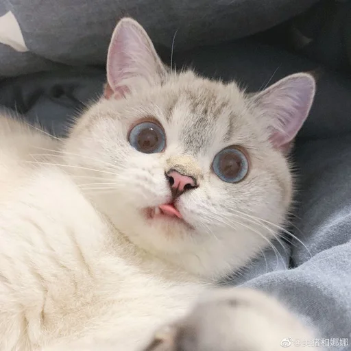🐾 Стикер «si meo» для Telegram