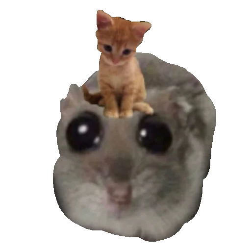 🐱 Стикер «Homi4ok» для Telegram