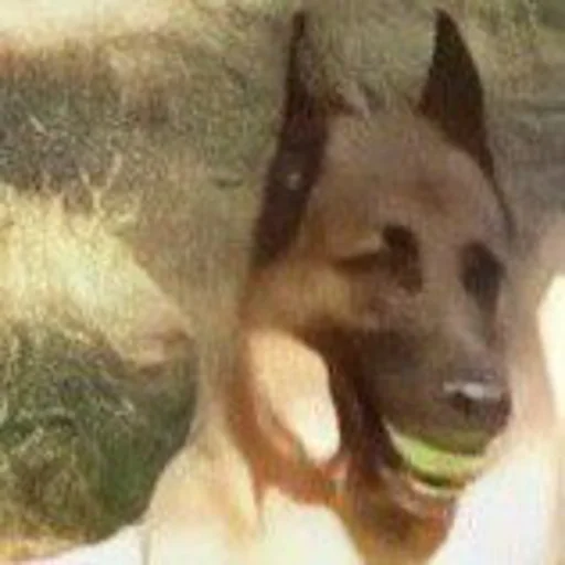 🐶 Стикер «Bonterranean Bonsick Bonbi» для Telegram