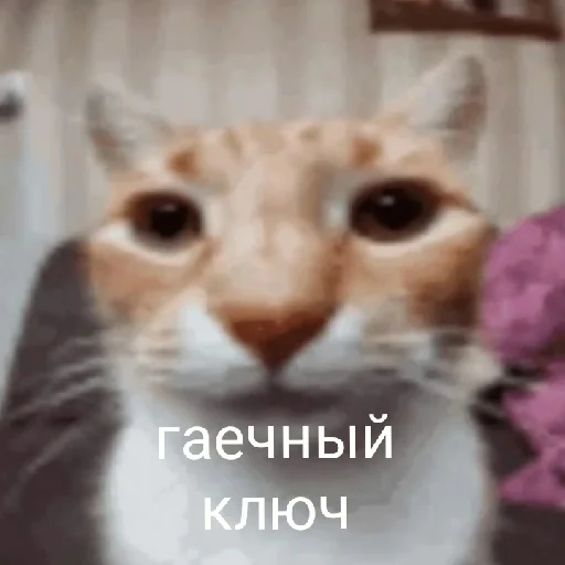 Стикерпак хуета с пинтереста для Telegram — скачать