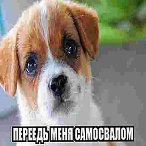 😢 Стикер «хуета с пинтереста» для Telegram