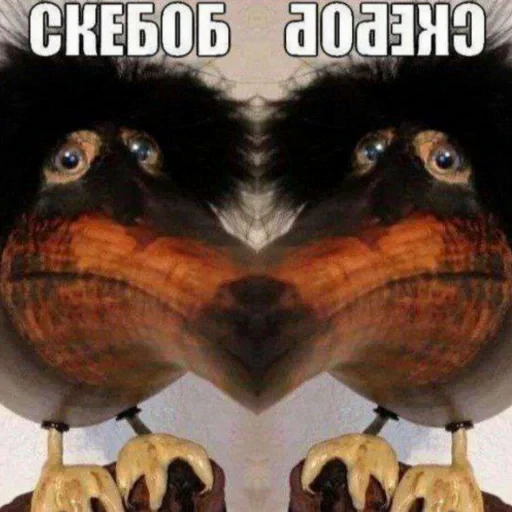 👨‍❤️‍💋‍👨 Стикер «Скебоб» для Telegram