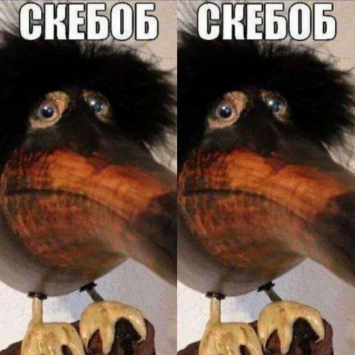 👀 Стикер «Скебоб» для Telegram