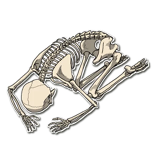 😩 Стикер «Skeleton Bob /» для Telegram