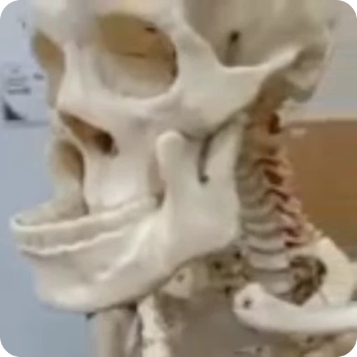 💀 Стикер «Skeleton» для Telegram