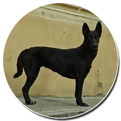 🐕 Стикер «Skibidi Little Big» для Telegram