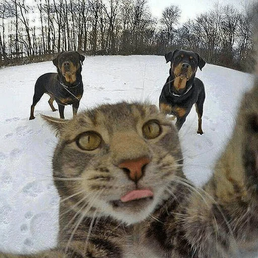 😋 Стикер «мемные животные» для Telegram