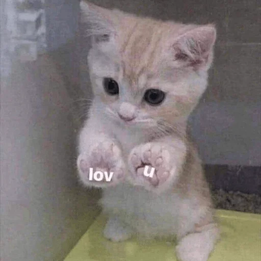 🥰 Стикер «мемные животные» для Telegram
