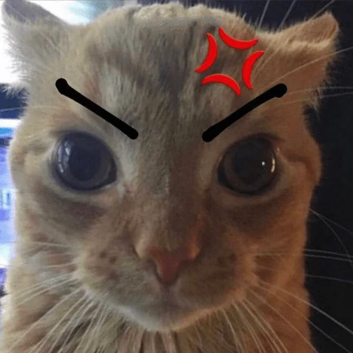😡 Стикер «мемные животные» для Telegram