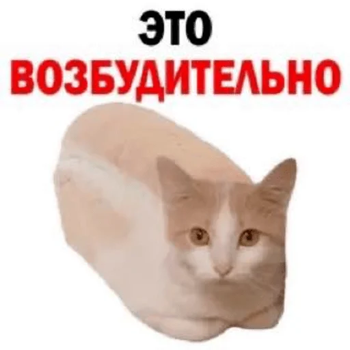 🤤 Стикер «мемные животные» для Telegram
