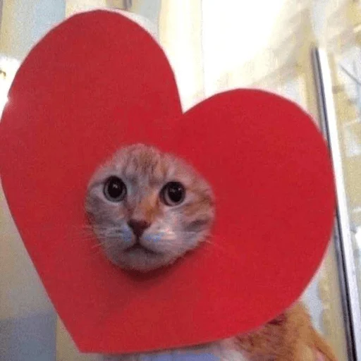 ❤️ Стикер «мемные животные» для Telegram
