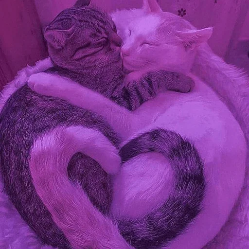 ❤️ Стикер «мемные животные» для Telegram
