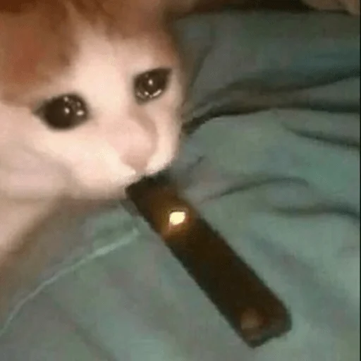 🚬 Стикер «мемные животные» для Telegram