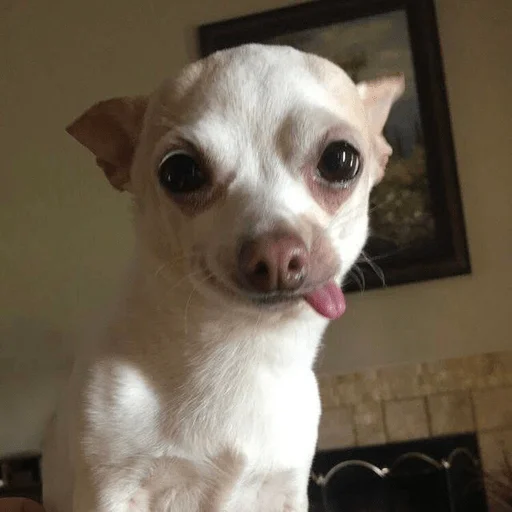 😜 Стикер «мемные животные» для Telegram