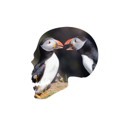 💀 Стикер «Черепа и АРТ» для Telegram