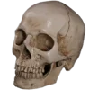 Стикерпак Skully Mood для Telegram