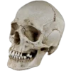 💀 Эмодзи «Skully Mood» для Telegram