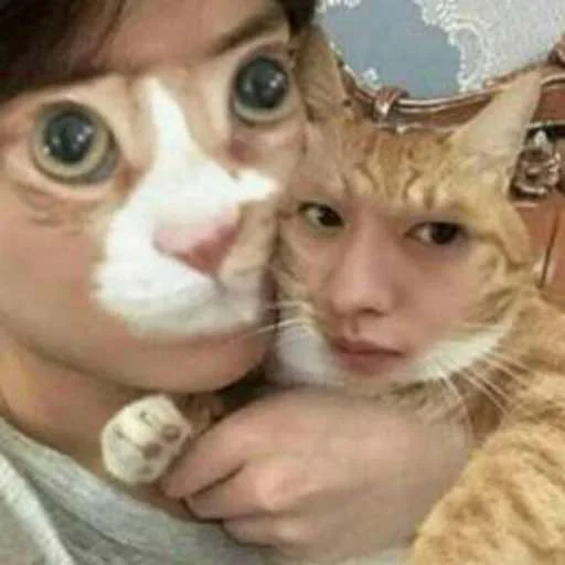 🐈 Стикер «skz meme» для Telegram