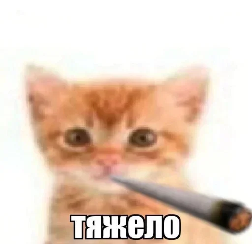🚬 Стикер «Сленг» для Telegram
