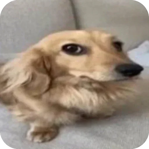 🐶 Стикер «Сленг» для Telegram