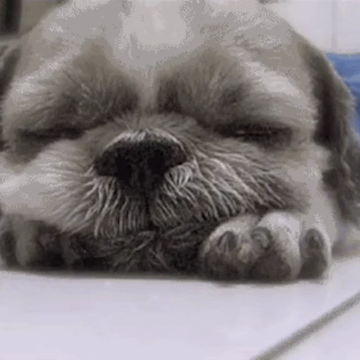 💤 Стикер «Сонные щенки» для Telegram