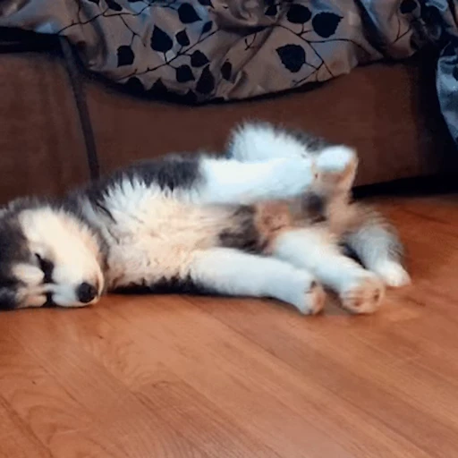 💤 Стикер «Сонные щенки» для Telegram
