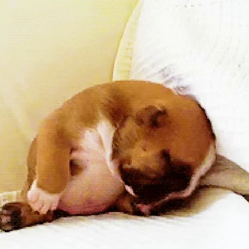 💤 Стикер «Сонные щенки» для Telegram