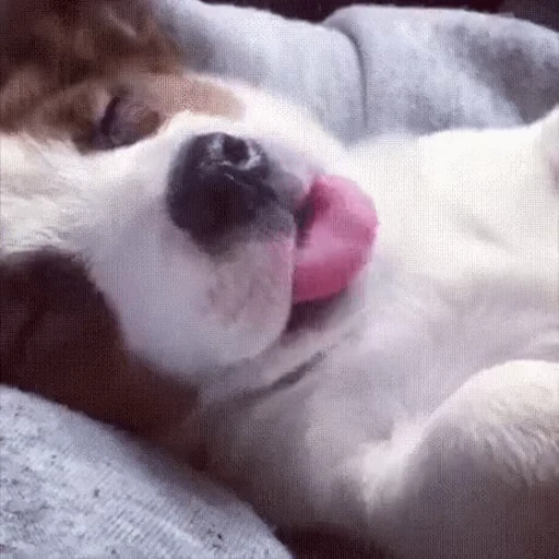 💤 Стикер «Сонные щенки» для Telegram