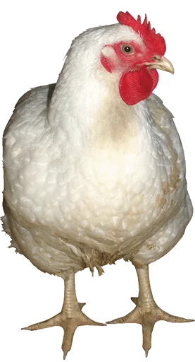 🐥 Стикер «slidan.png» для Telegram