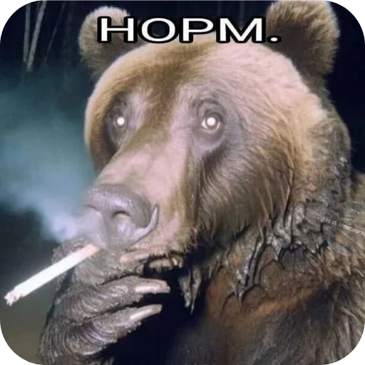 🐦 Стикер «автор. (Какого эта ху ня распр)» для Telegram