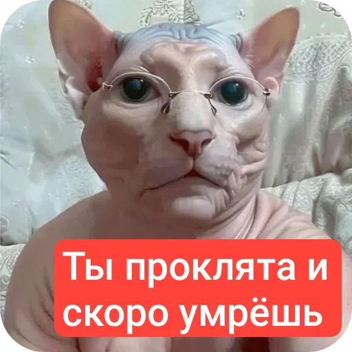 🤲 Стикер «автор. (Какого эта ху ня распр)» для Telegram