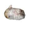 Стикер 3 Hampter