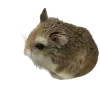Стикер 2 Hampter