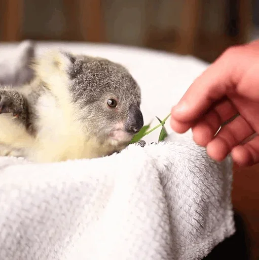 😙 Стикер «small coala from Perth» для Telegram