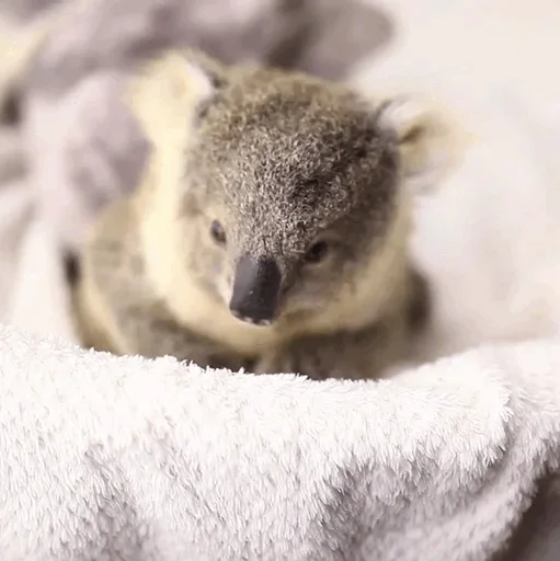 🤪 Стикер «small coala from Perth» для Telegram