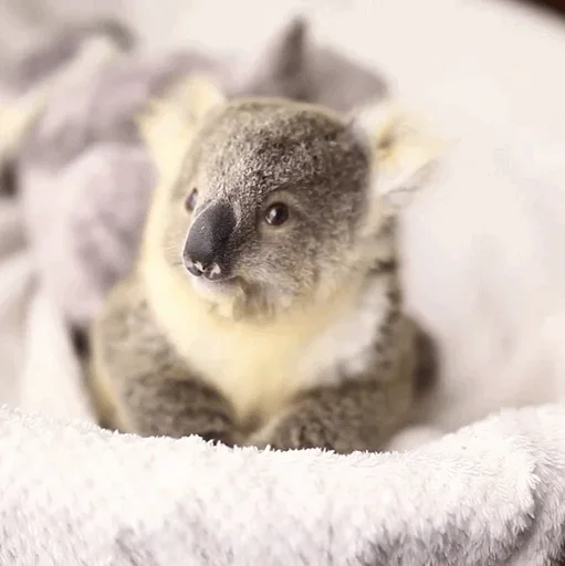 🧐 Стикер «small coala from Perth» для Telegram