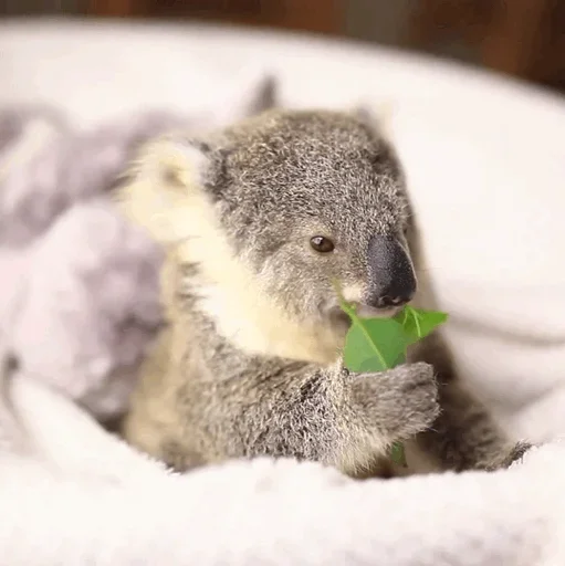 🤨 Стикер «small coala from Perth» для Telegram
