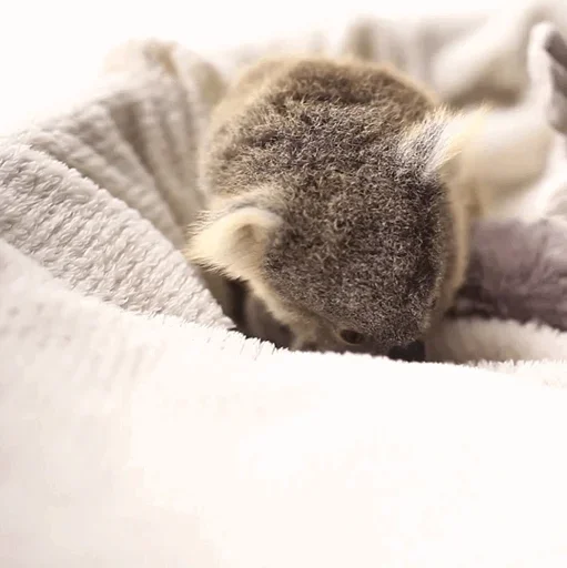 🤪 Стикер «small coala from Perth» для Telegram