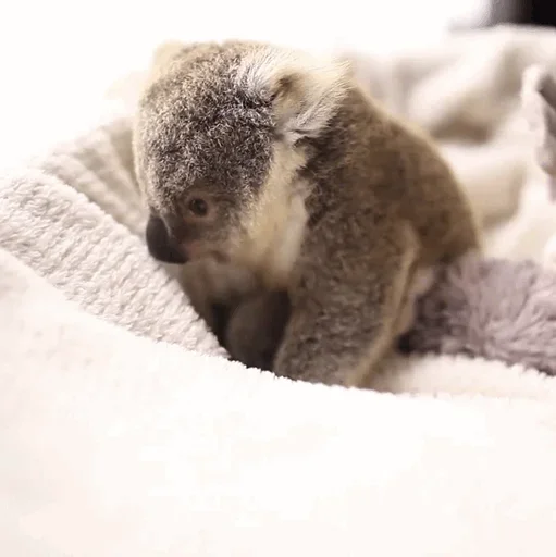 😙 Стикер «small coala from Perth» для Telegram