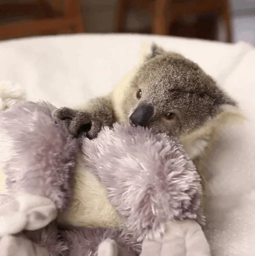 😏 Стикер «small coala from Perth» для Telegram